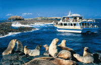 Phillip Island Nature Park and Wildlife Seals Cruise