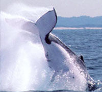 Half-Day Whale Watching and Canal Cruise from the Gold Coast