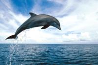 Постер Дельфины dolphin090.
