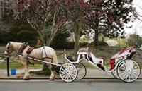 Book Private Horse and Carriage Ride in Central Park Now!