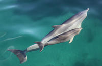 Dolphin Cruise from Adelaide with Optional Dolphin Swim