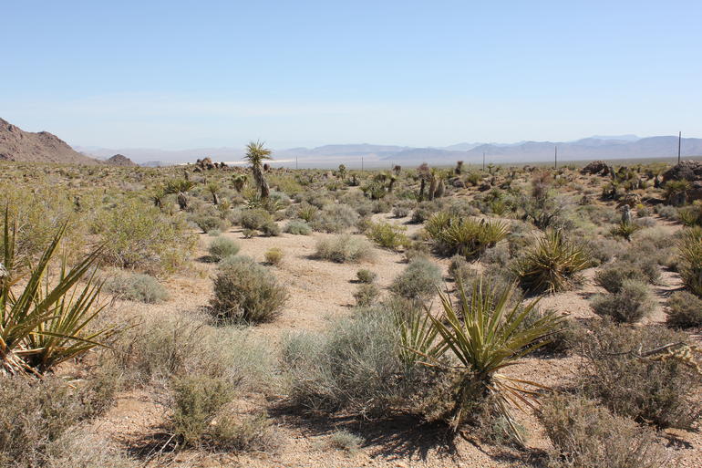 Desert Scenery - Las Vegas