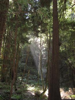 California Touris Attraction - San Francisco - Redwoods