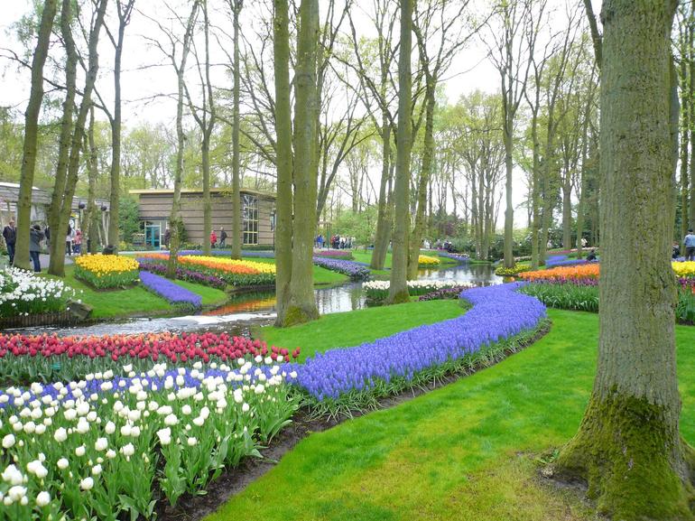 One of the many tulip beds - Amsterdam