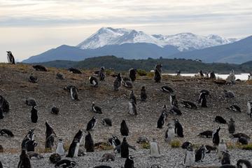 Penguin Island, Ushuaia