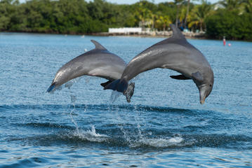 Dolphin Island, Dominican Republic