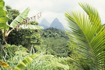 St Lucia Rainforest 