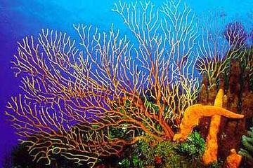 Palancar Reef 