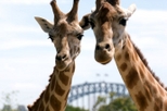 Sydney Taronga Zoo General Entry Ticket, Sydney, Zoo Tickets & Passes