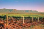 Hunter Valley Wine Tasting Day Tour from Sydney, Sydney, Wine Tasting & Winery Tours