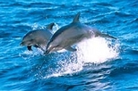 Port Stephens and Nelson Bay 4WD Adventure Tour including Dolphin Cruise, Sydney, Day Trips