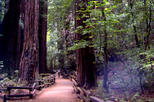 San Francisco Super Saver: Muir Woods and Wine Country Tour by Viator
