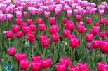 Amsterdam Shore Excursion: Keukenhof Gardens and Tulips Fields Tour, Amsterdam, Ports of Call Tours