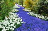 Keukenhof Garden Private Transfer with Entrance Tickets, Amsterdam, Private Tours