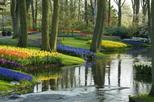 Keukenhof Gardens and Tulip Fields Tour from Amsterdam