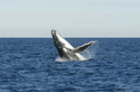 Sydney Eco Whale Watching Small Group Cruise, Sydney, Dolphin & Whale Watching