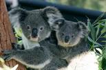 Sydney Harbour Cruise with Taronga Zoo Entry Ticket, Sydney, Nature & Wildlife