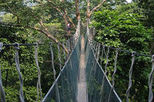 Private Tour: Kuala Lumpur Rainforest and Canopy Walkway Tour