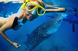 Save 15%: La Paz Whale Shark Snorkeling Tour and Lunch From Los Cabos by Viator