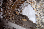 Skip the Line: Crypts and Roman Catacombs Small Group Walking Tour, Rome, Ghost & Vampire Tours