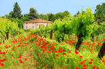 Tuscany in One Day Sightseeing Tour from Rome