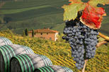 Small-Group Tuscany Wine-Tasting Tour from Florence
