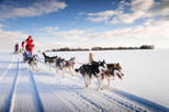 Lapland Husky Sled Ride