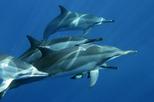 Dolphin Swim and Snorkel Adventure