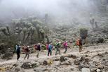 7 Days Mount Kilimanjaro Trekking Adventure