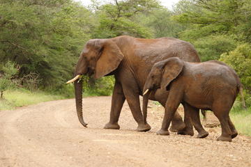 Kruger National Park Tours, Travel & Activities