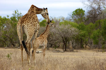 Kruger National Park Sightseeing Tours