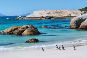 Cape Town Cruises & Water Tours