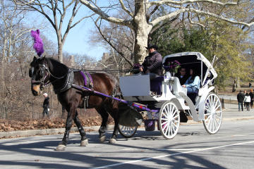 Picture of Central Park Horse and Carriage Ride with Pro Photographer