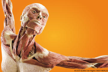 Picture of Body Worlds: Pulse the Exhibition at Discovery Times Square