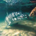 Tangalooma Resort Moreton Island Day Cruise with Optional Dolphin Feeding