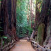 Muir Woods Day Trip from San Francisco