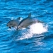 Port Stephens and Nelson Bay 4WD Adventure Tour including Dolphin Cruise