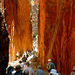 West MacDonnell Ranges Half-Day Tour with Optional Alice Springs Desert Park