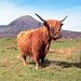3-Day Scottish Wilderness Tour: Inverness and the Highlands from Edinburgh