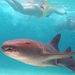 Marinarium Shark and Ray Experience