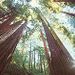Muir Woods, Giant Redwoods and Sausalito Half-Day Trip  
