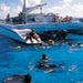 Grand Cayman Stingray City Snorkel Lunch Sail