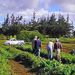 Private Tour: Big Island Organic Farms & Merriman