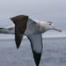 Kaikoura Albatross Encounter Tour from Christchurch