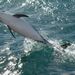 Kaikoura Whale and Dolphin Overnight Tour from Christchurch