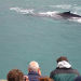 Whale Watching and Blue Lagoon Direct and Keflavik Airport