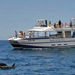 Spirit of the Sea - Dolphin and Whale Cruise