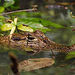 Jungle Crocodile Safari