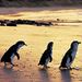 Phillip Island Penguin Small Group Eco Tour from Melbourne