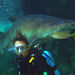 Shark Diving Xtreme in Sydney